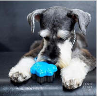 Pet Angel Mini - Turquoise