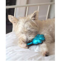 Pet Angel Mini - Turquoise